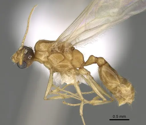 Pheidole paiute specimen CASENT0862461 image casent0862461_3