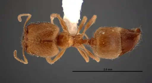 Pheidole paiute specimen FMNHINS0000062677 image fmnhins0000062677_1