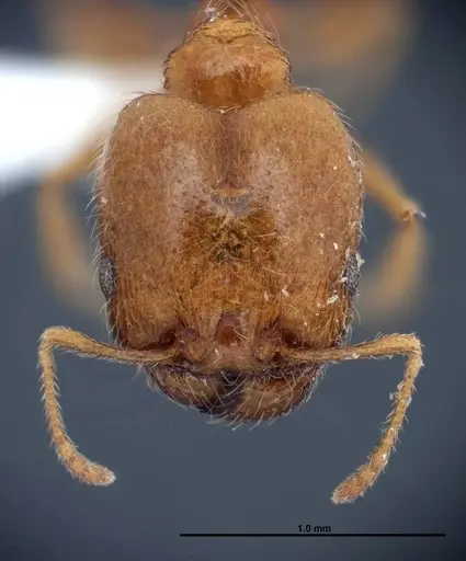 Pheidole paiute specimen FMNHINS0000062677 image fmnhins0000062677_2