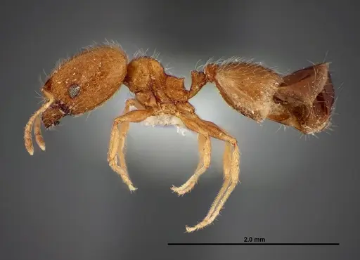 Pheidole paiute specimen FMNHINS0000062677 image fmnhins0000062677_3