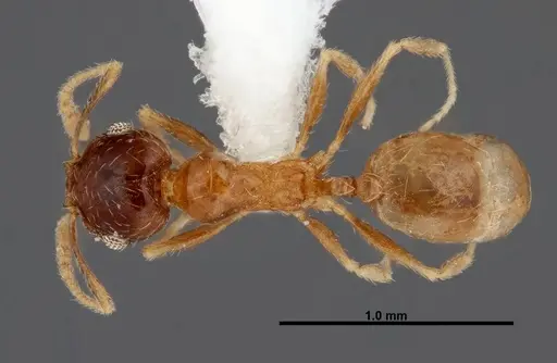 Pheidole paiute specimen FMNHINS0000062789 image fmnhins0000062789_1