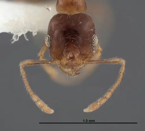 Pheidole paiute specimen FMNHINS0000062789 image fmnhins0000062789_2