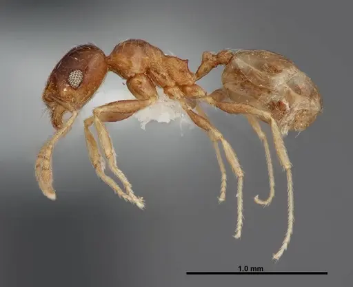 Pheidole paiute specimen FMNHINS0000062789 image fmnhins0000062789_3