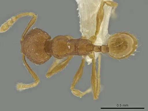Pheidole palenquensis specimen CASENT0645840 image casent0645840_1