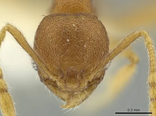 Pheidole palenquensis specimen CASENT0645840 image casent0645840_2