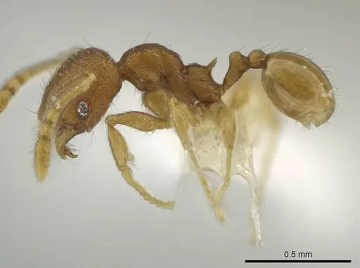 Pheidole palenquensis specimen CASENT0645840 image casent0645840_3