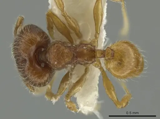 Pheidole palenquensis specimen JTLC000016479 image jtlc000016479_1
