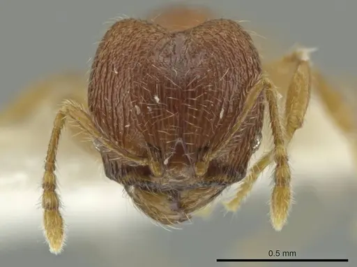 Pheidole palenquensis specimen JTLC000016479 image jtlc000016479_2