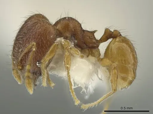 Pheidole palenquensis specimen JTLC000016479 image jtlc000016479_3