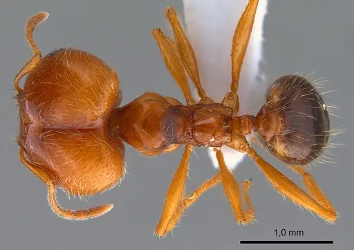 Pheidole pallidula specimen ANTWEB1008081 image antweb1008081_1