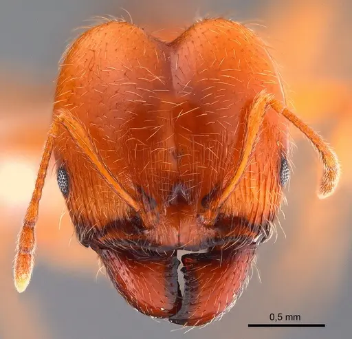 Pheidole pallidula specimen ANTWEB1008081 image antweb1008081_2