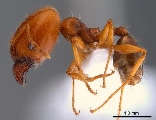 Pheidole pallidula specimen ANTWEB1008081 image antweb1008081_3