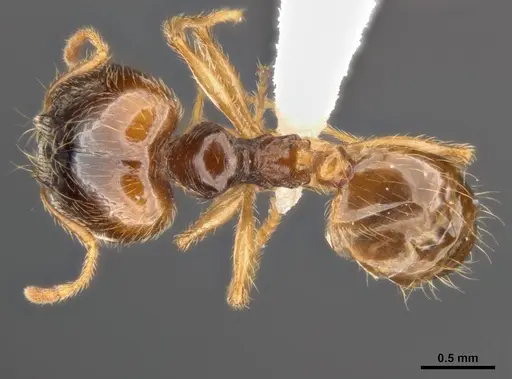 Pheidole pallidula specimen ANTWEB1008107 image antweb1008107_1