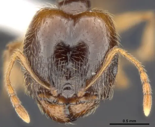 Pheidole pallidula specimen ANTWEB1008107 image antweb1008107_2