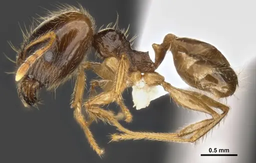 Pheidole pallidula specimen ANTWEB1008107 image antweb1008107_3