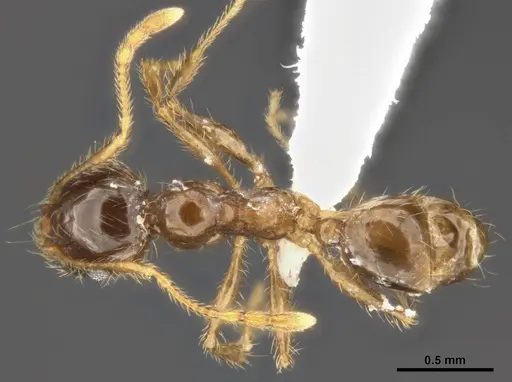 Pheidole pallidula specimen ANTWEB1008108 image antweb1008108_1