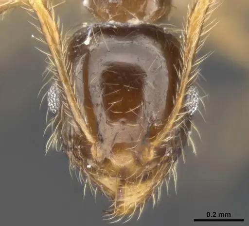 Pheidole pallidula specimen ANTWEB1008108 image antweb1008108_2