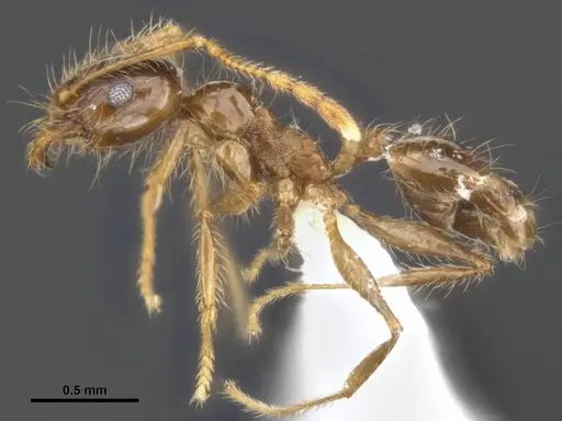 Pheidole pallidula specimen ANTWEB1008108 image antweb1008108_4