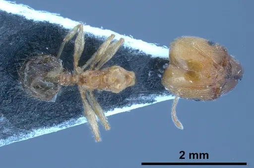 Pheidole pallidula specimen ANTWEB1038029 image antweb1038029_1