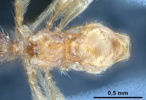 Pheidole pallidula specimen ANTWEB1038029 image antweb1038029_2