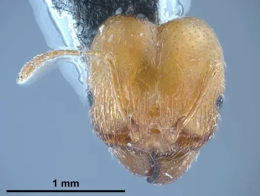 Pheidole pallidula specimen ANTWEB1038029 image antweb1038029_3