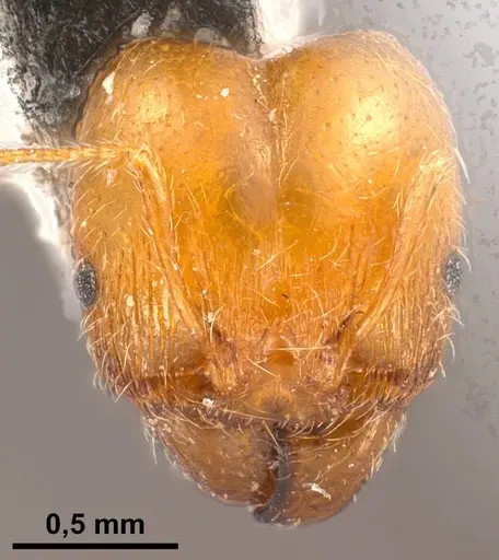 Pheidole pallidula specimen ANTWEB1038029 image antweb1038029_4