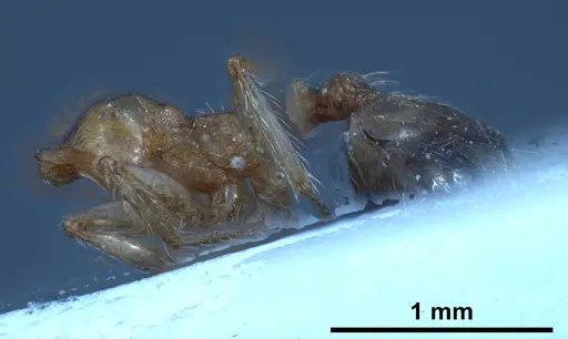 Pheidole pallidula specimen ANTWEB1038029 image antweb1038029_5