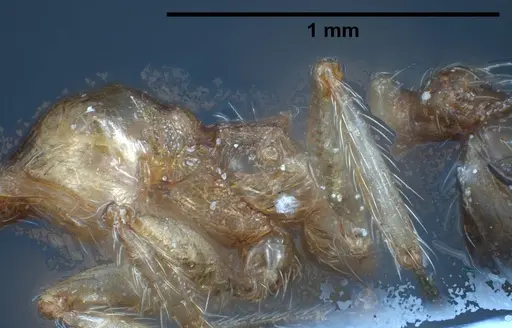 Pheidole pallidula specimen ANTWEB1038029 image antweb1038029_6