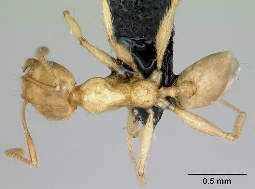 Pheidole pallidula specimen CASENT0080858 image casent0080858_1