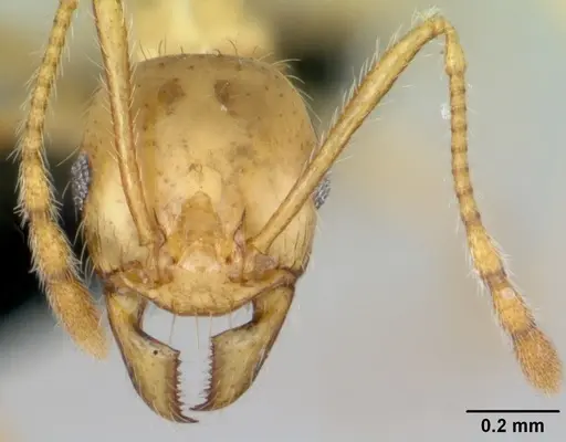 Pheidole pallidula specimen CASENT0080858 image casent0080858_2