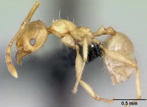 Pheidole pallidula specimen CASENT0080858 image casent0080858_3