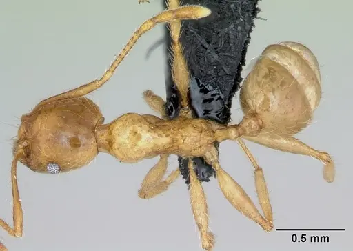Pheidole pallidula specimen CASENT0080859 image casent0080859_1