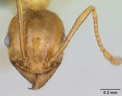 Pheidole pallidula specimen CASENT0080859 image casent0080859_2