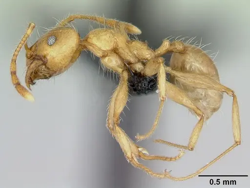 Pheidole pallidula specimen CASENT0080859 image casent0080859_3