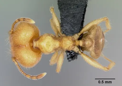 Pheidole pallidula specimen CASENT0080860 image casent0080860_1