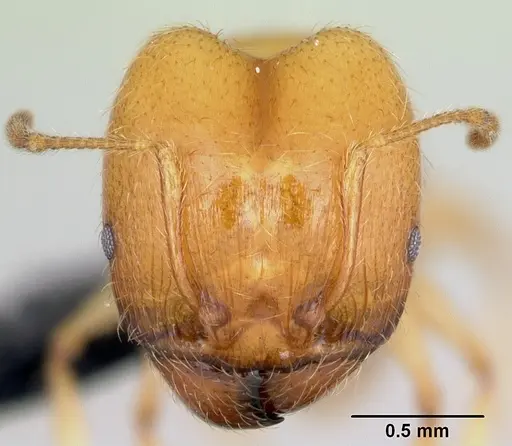 Pheidole pallidula specimen CASENT0080860 image casent0080860_2