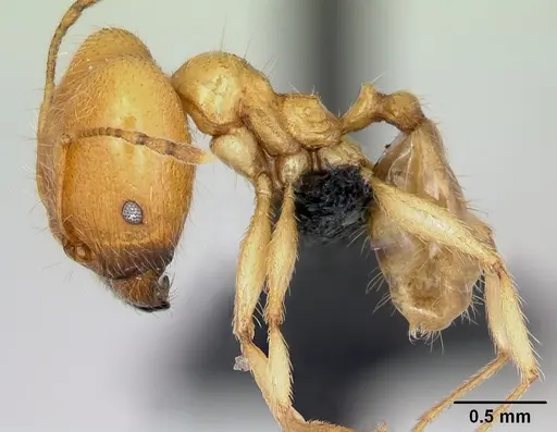 Pheidole pallidula specimen CASENT0080860 image casent0080860_3