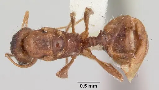 Pheidole pallidula specimen CASENT0103144 image casent0103144_1