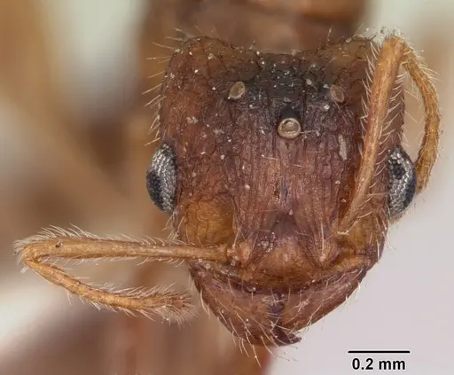 Pheidole pallidula specimen CASENT0103144 image casent0103144_2