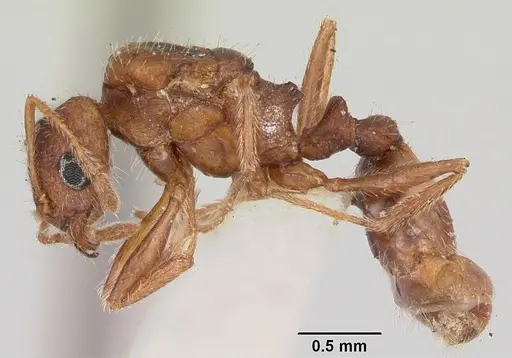 Pheidole pallidula specimen CASENT0103144 image casent0103144_3