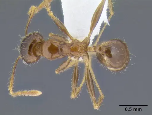 Pheidole pallidula specimen CASENT0106290 image casent0106290_1