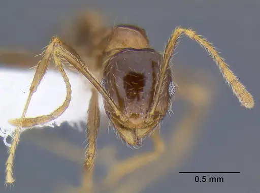Pheidole pallidula specimen CASENT0106290 image casent0106290_2