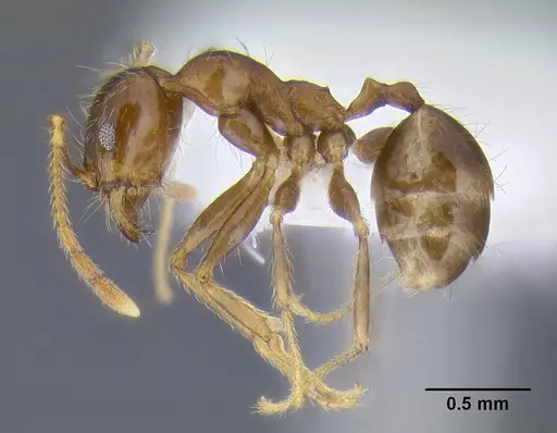 Pheidole pallidula specimen CASENT0106290 image casent0106290_3