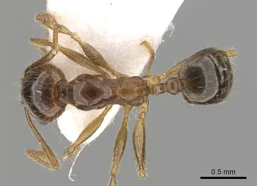 Pheidole pallidula specimen CASENT0249410 image casent0249410_1
