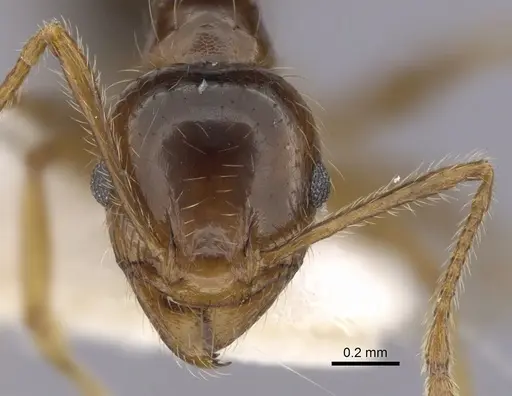 Pheidole pallidula specimen CASENT0249410 image casent0249410_2