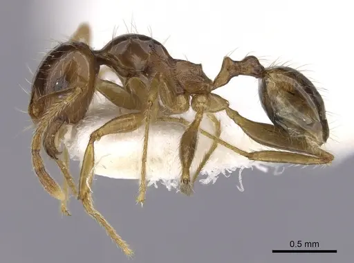 Pheidole pallidula specimen CASENT0249410 image casent0249410_3