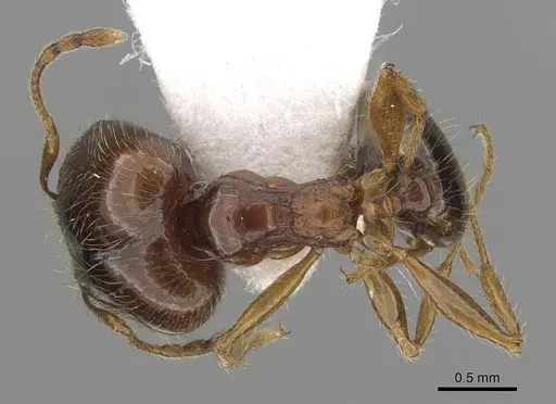 Pheidole pallidula specimen CASENT0249411 image casent0249411_1