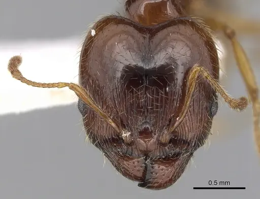 Pheidole pallidula specimen CASENT0249411 image casent0249411_2