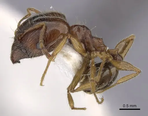Pheidole pallidula specimen CASENT0249411 image casent0249411_3