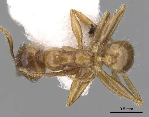 Pheidole pallidula specimen CASENT0249415 image casent0249415_1